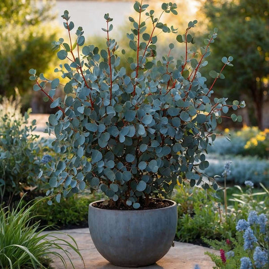 Eucalyptus Eukalyptus - Eucalyptus Cinerea 'Silver Dollar' - Höjd 90-110Cm - ⌀19Cm