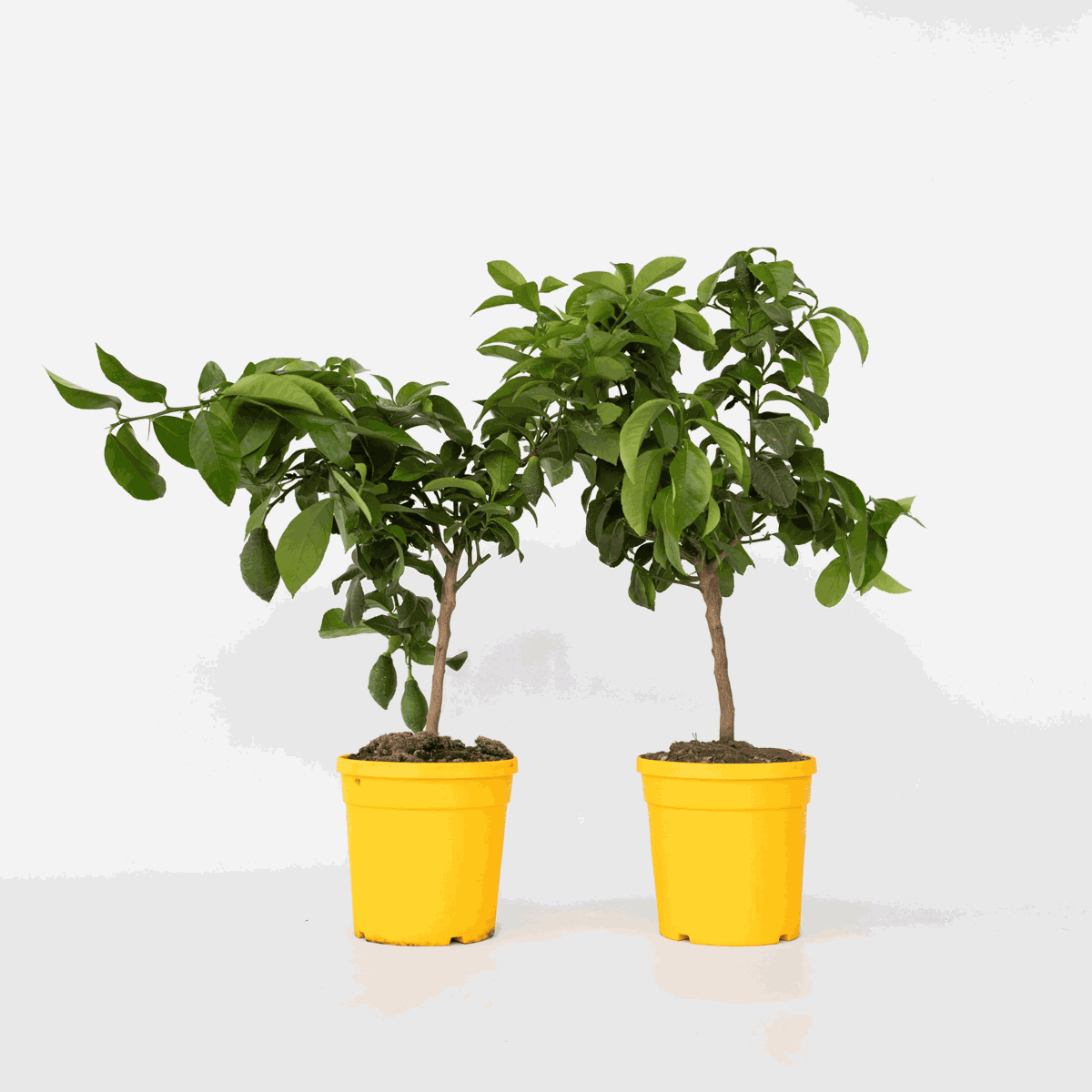 Fruit Trees Citronträd - Set Om 2 - Citrus Limon - Höjd 60-70Cm - ⌀19Cm