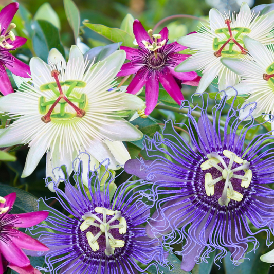 Climbers Passionsblomma - Set Om 3 - Passiflora Hybridum - Höjd 25-40Cm - ⌀9Cm