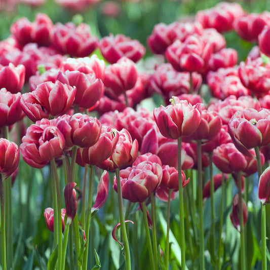 Tulip Tulpanlökar - Sæt Om 15 - Tulipa 'Drumline' - Blomlökar