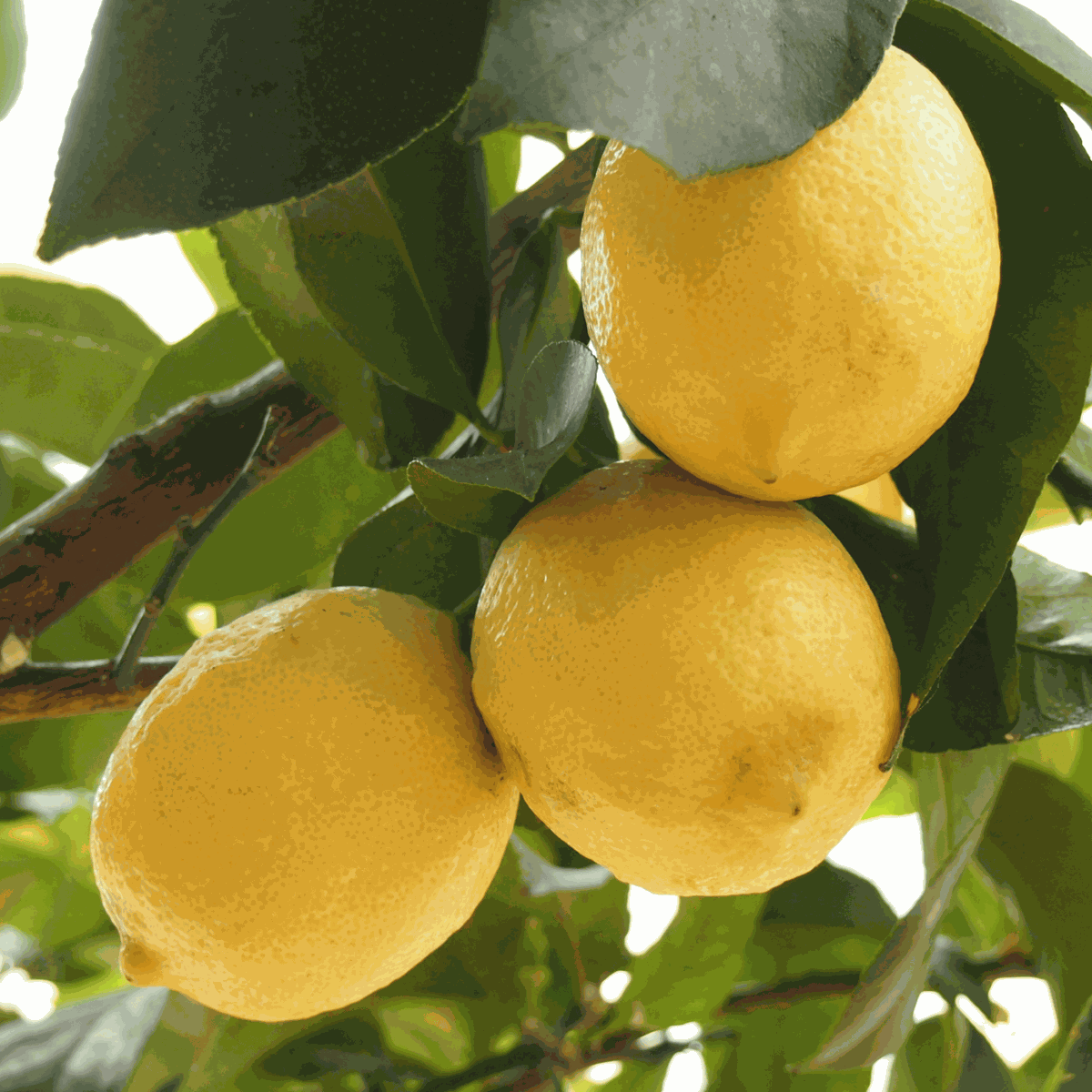 Fruit Trees Citronträd - Set Om 2 - Citrus Limon - Höjd 60-70Cm - ⌀19Cm