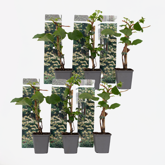 Out Of Category Garden Plants Hortensia - Set Om 6 - Hydrangea Anomale Petiolaris - Höjd 25-40Cm - ⌀9Cm