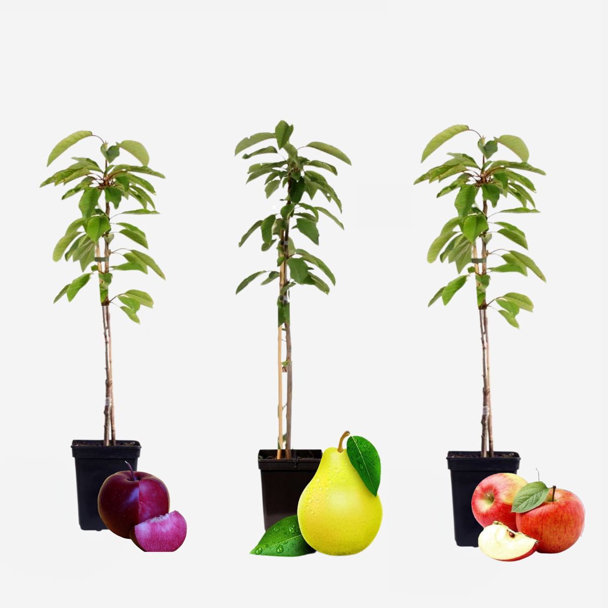 Fruit Trees Fruktkolonner - Set Om 3 - Äpple, Päron - Höjd 60-70Cm - ⌀9Cm