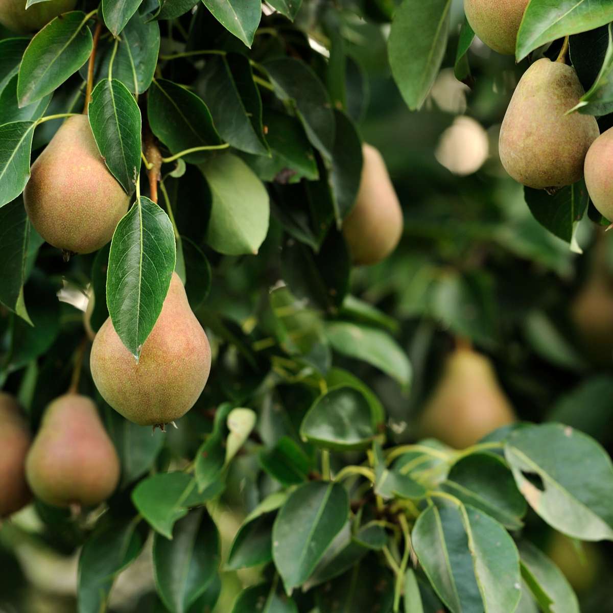 Fruit Trees Fruktkolonner - Set Om 3 - Äpple, Päron - Höjd 60-70Cm - ⌀9Cm