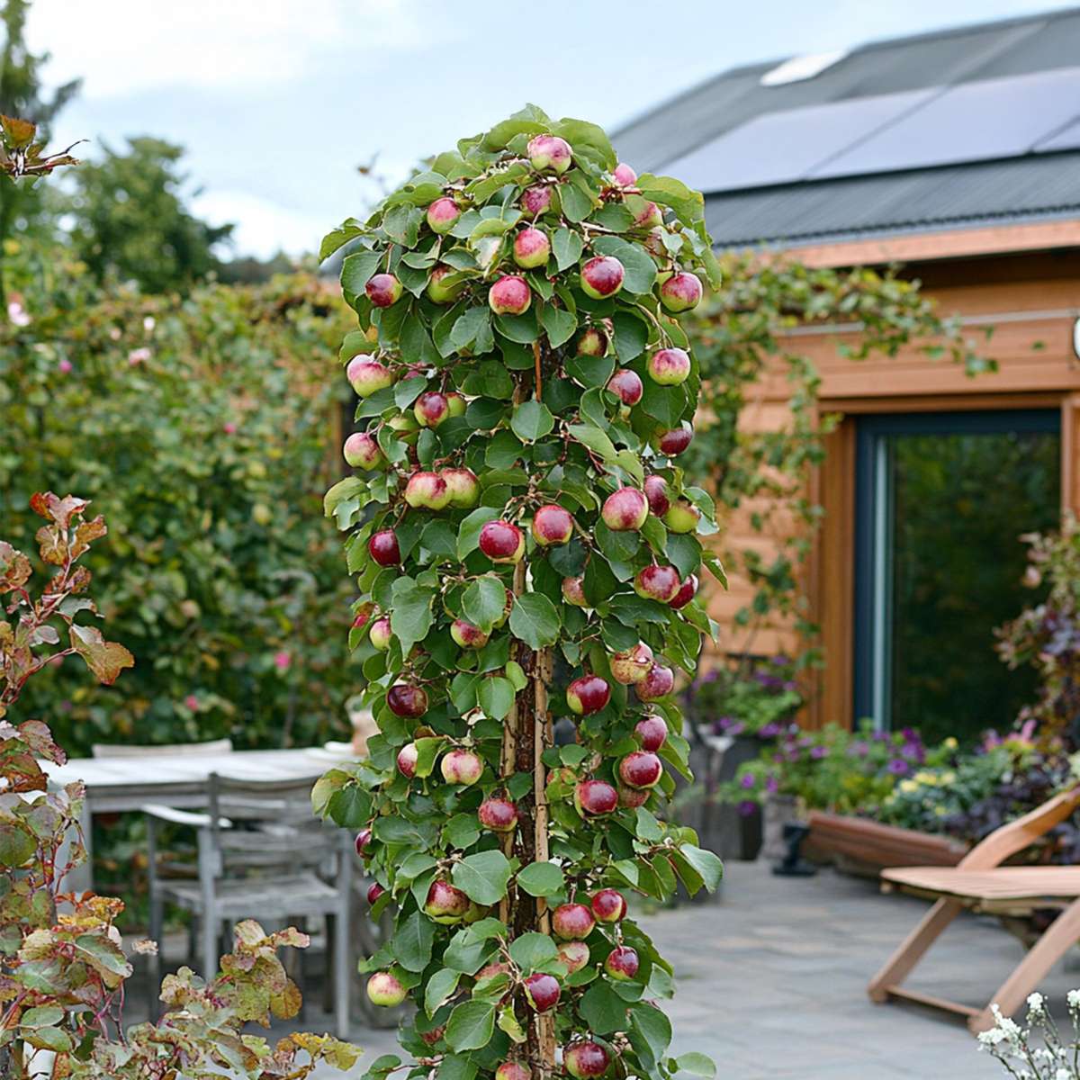 Fruit Trees Fruktkolonner - Set Om 3 - Äpple, Päron - Höjd 60-70Cm - ⌀9Cm