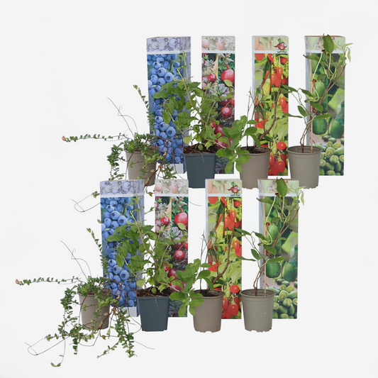 Out Of Category Garden Plants Fruktträd - Set Om 8 - Actinidia, Vaccinium, Lycium - Höjd 25-40Cm - ⌀9Cm