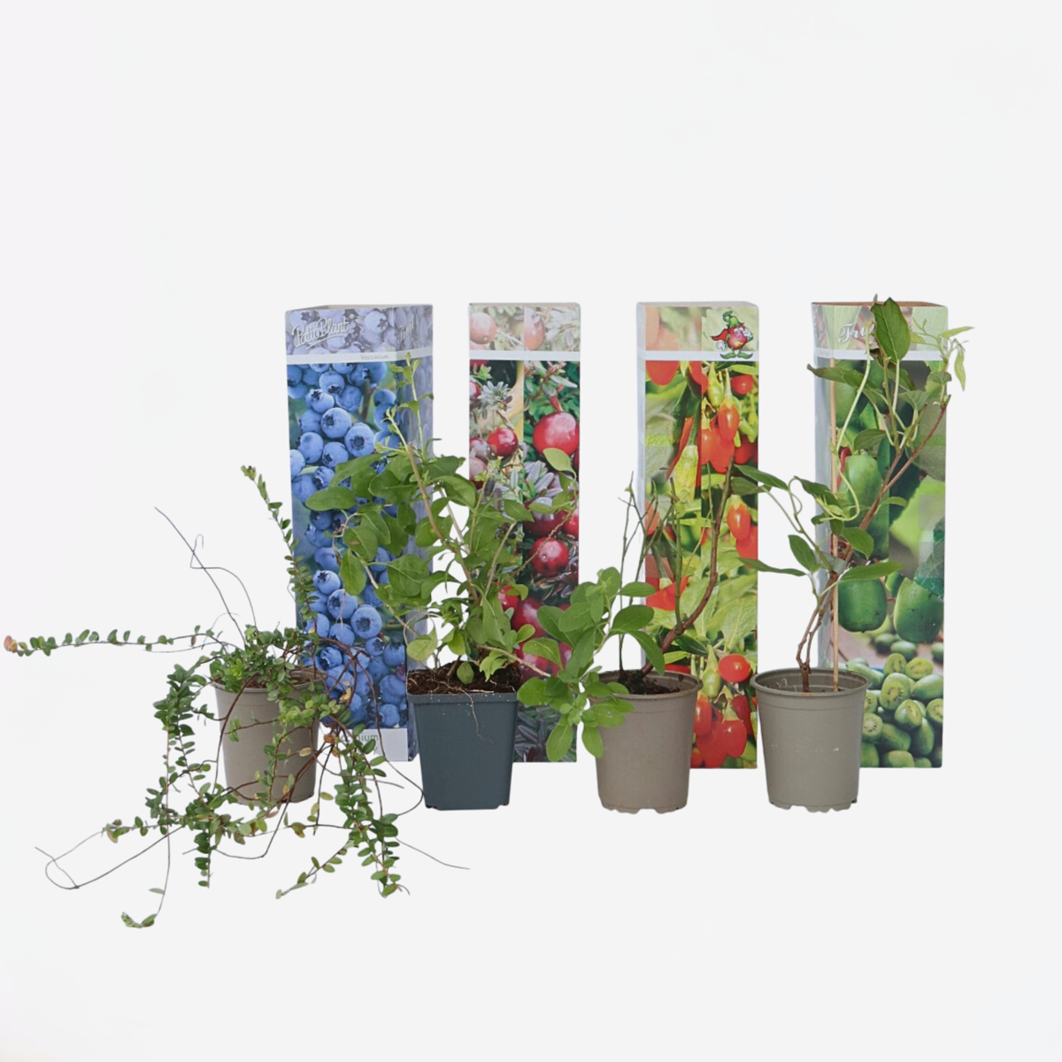 Fruit Trees Fruktträd - Set Om 4 - Actinidia, Vaccinium, Lycium - Höjd 25-40Cm - ⌀9Cm