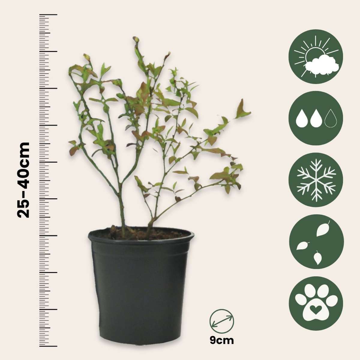 Fruit Trees Fruktträd - Set Om 4 - Actinidia, Vaccinium, Lycium - Höjd 25-40Cm - ⌀9Cm