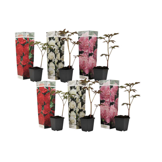 Other Garden Plants Pioner - Set Om 6 - Paeonia Officinalis - Höjd 0-40Cm - ⌀9Cm