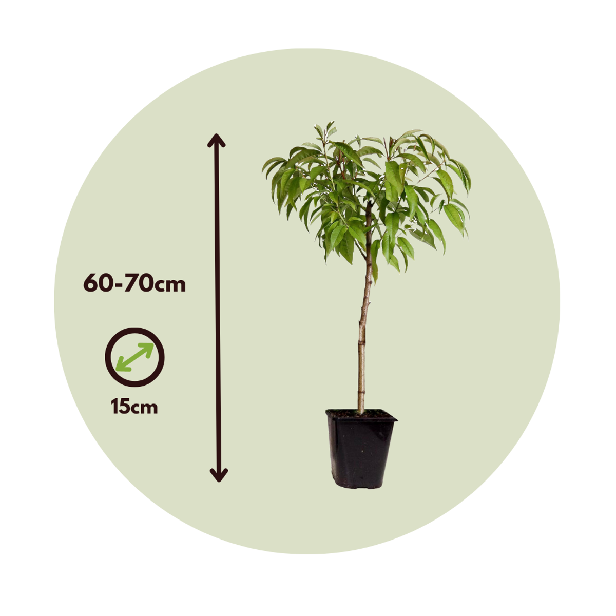 Fruit Trees Persikaträd - Prunus 'Bonanza' - Höjd 60-70Cm - ⌀15Cm
