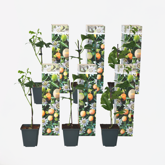Out Of Category Garden Plants Passionsblomma - Set Om 6 - Passiflora Edulis 'Frederick' - Höjd 25-40Cm - ⌀9Cm