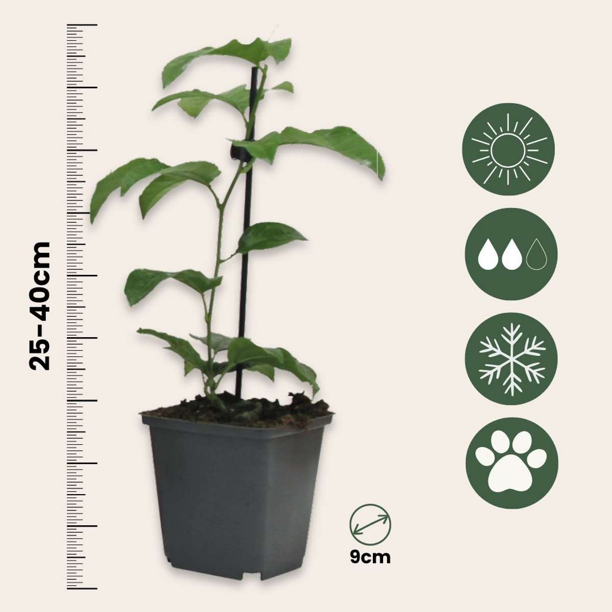 Fruit Trees Passionsblomma - Set Om 3 - Passiflora Edulis 'Frederick' - Höjd 25-40Cm - ⌀9Cm