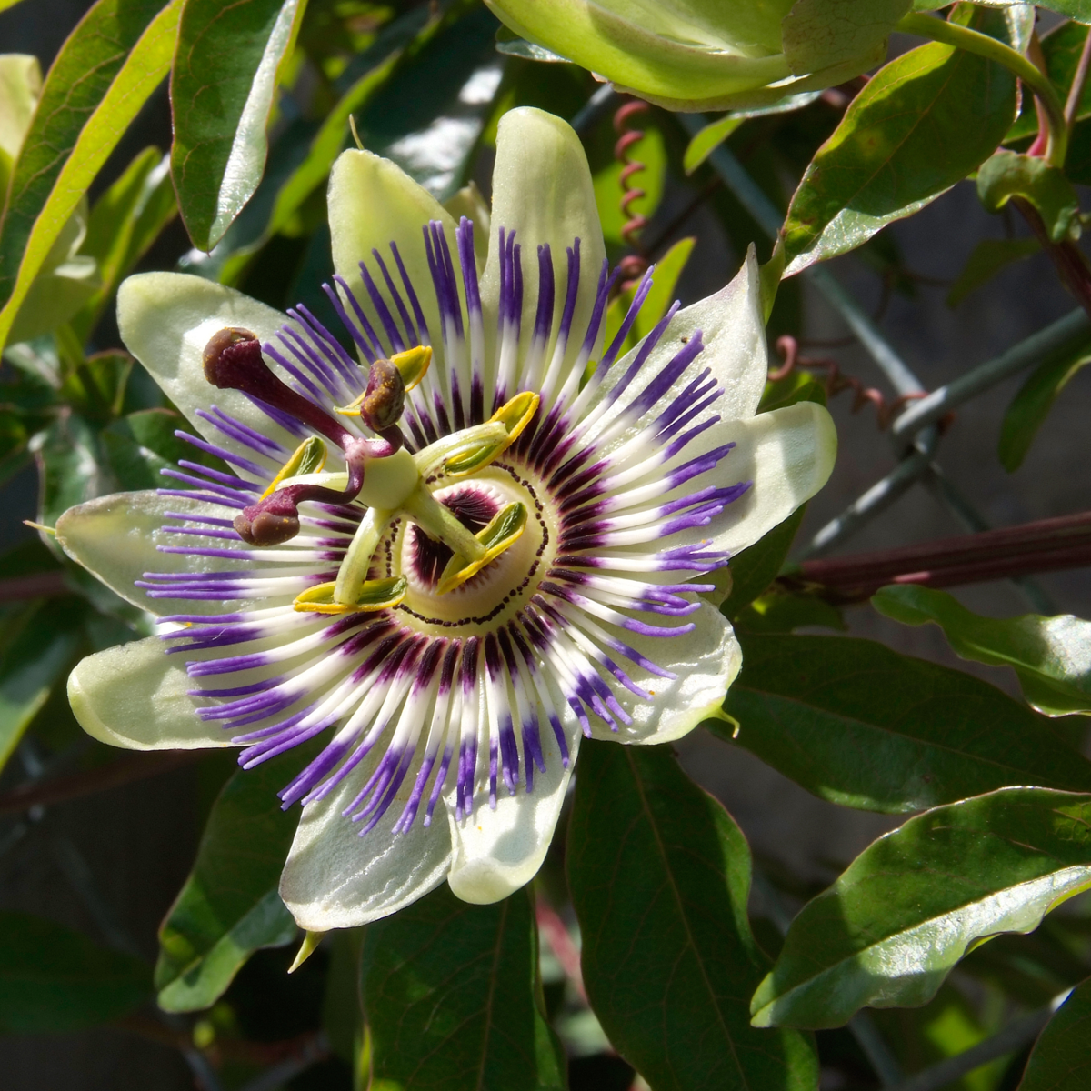 Fruit Trees Passionsblomma - Set Om 3 - Passiflora Edulis 'Frederick' - Höjd 25-40Cm - ⌀9Cm