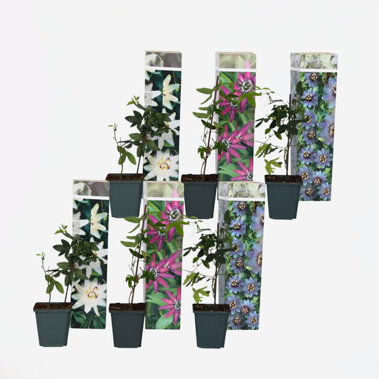 Out Of Category Garden Plants Passionsblomma - Set Om 6 - Passiflora Hybridum - Höjd 25-40Cm - ⌀9Cm