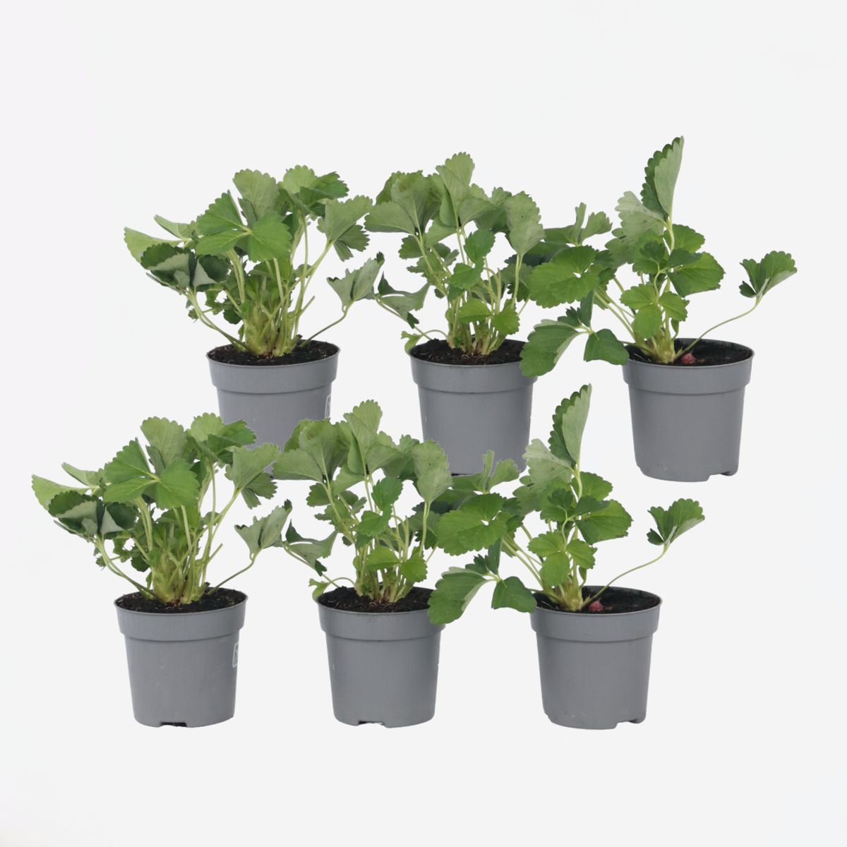 Fruit Trees Jordgubbsplanta - Set Om 6 - Fragaria X Ananassa 'Roman' - Höjd 15-20Cm - ⌀9Cm