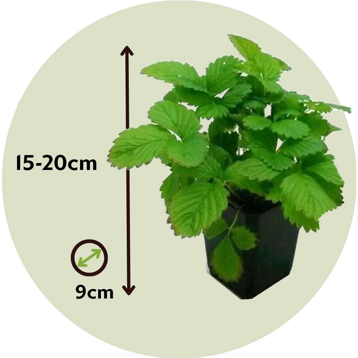 Fruit Trees Jordgubbsplanta - Set Om 6 - Fragaria X Ananassa 'Roman' - Höjd 15-20Cm - ⌀9Cm