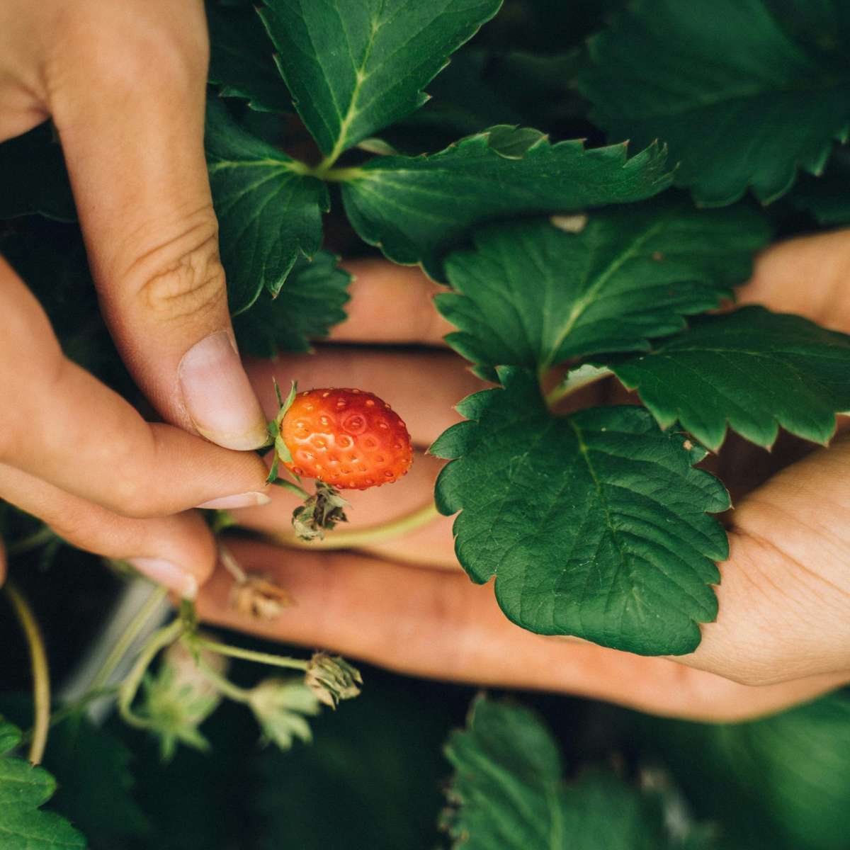 Fruit Trees Jordgubbsplanta - Set Om 6 - Fragaria X Ananassa 'Roman' - Höjd 15-20Cm - ⌀9Cm