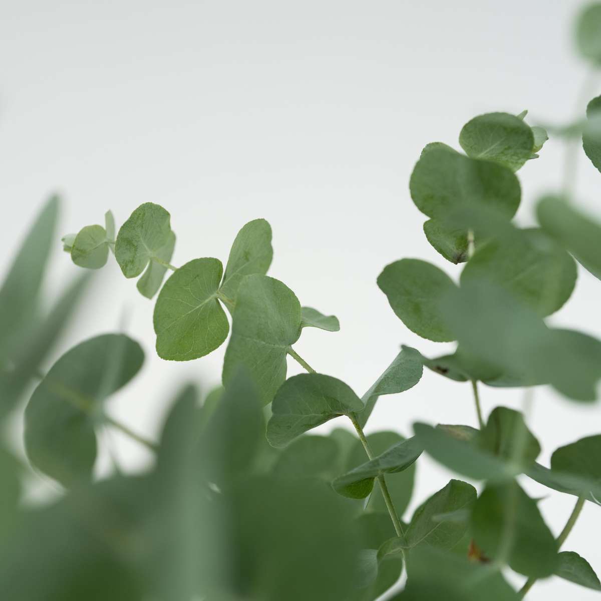 Eucalyptus Eukalyptus - Set Om 6 - Eucalyptus 'Pulverulenta' - Höjd 25-40Cm - ⌀12Cm