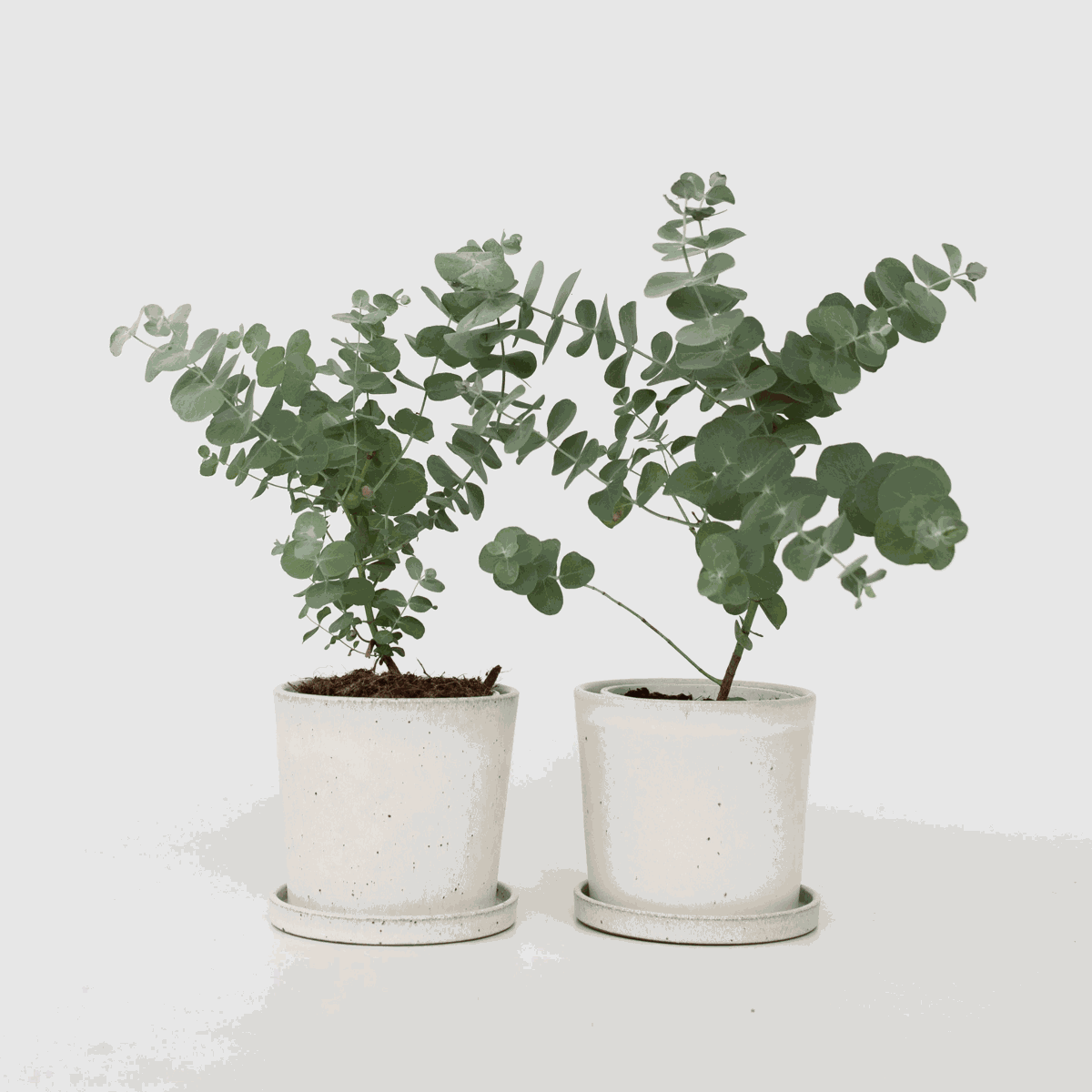 Eucalyptus Eukalyptus - Set Om 2 - Eucalyptus 'Pulverulenta' - Höjd 25-40Cm - ⌀13Cm