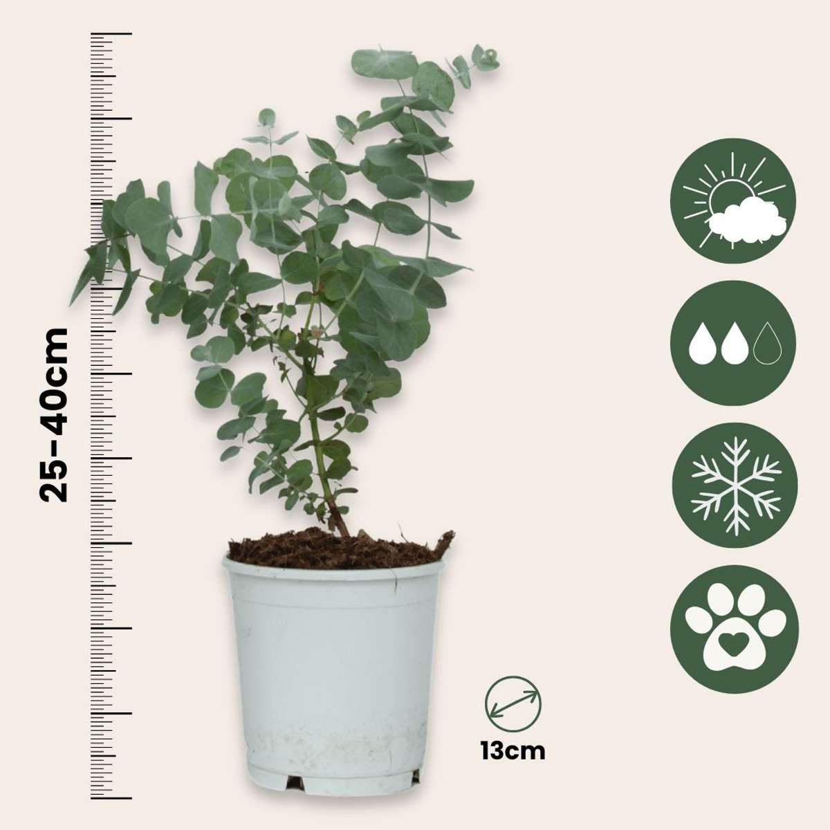 Eucalyptus Eukalyptus - Set Om 2 - Eucalyptus 'Pulverulenta' - Höjd 25-40Cm - ⌀13Cm