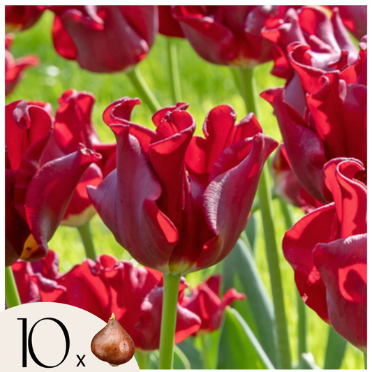 Tulip Tulpanlökar 'Red Dress' - Set Med 10 St - Vinterhärdiga & Fleråriga