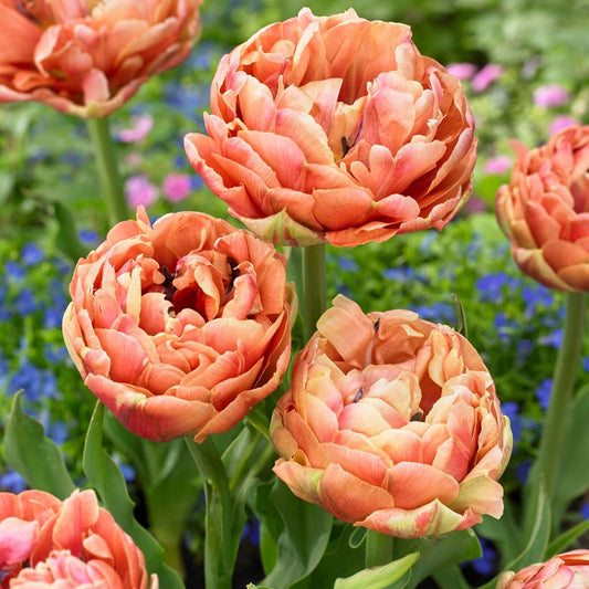 Tulip Tulpanlökar - Sæt Om 15 - Tulipa 'Copper Image' - Blomlökar
