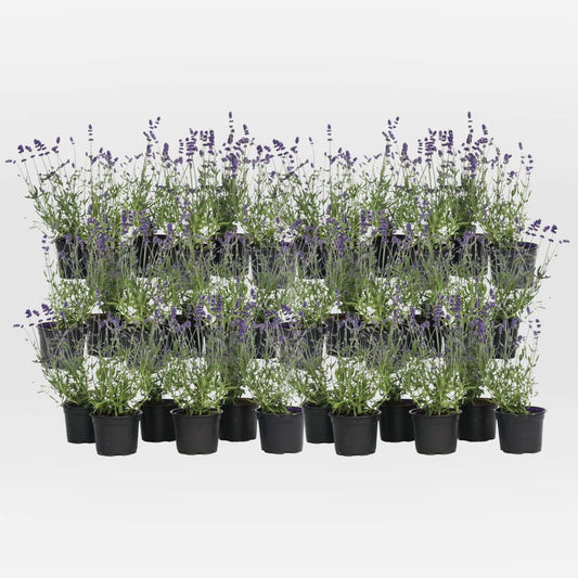 Out Of Category Garden Plants Lavendelbuskar - Set Om 36 - Lavandula Angustifolia - Höjd 10-15Cm - ⌀10,5Cm