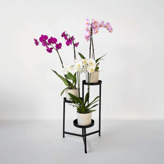 Phalaenopsis Fjärilsorkidé - Set Med 3 - Phalaenopsis - Höjd 50-60Cm - ⌀12Cm