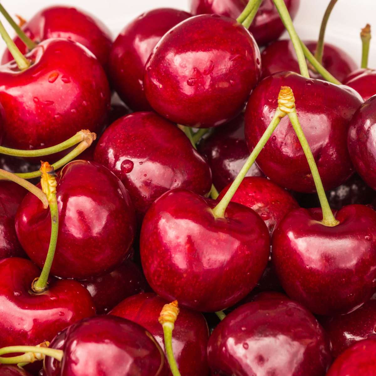 Fruit Trees Körsbärsträd - Prunus Avium 'Stella' - Sötkörsbär - Höjd 90-110Cm - ⌀23Cm