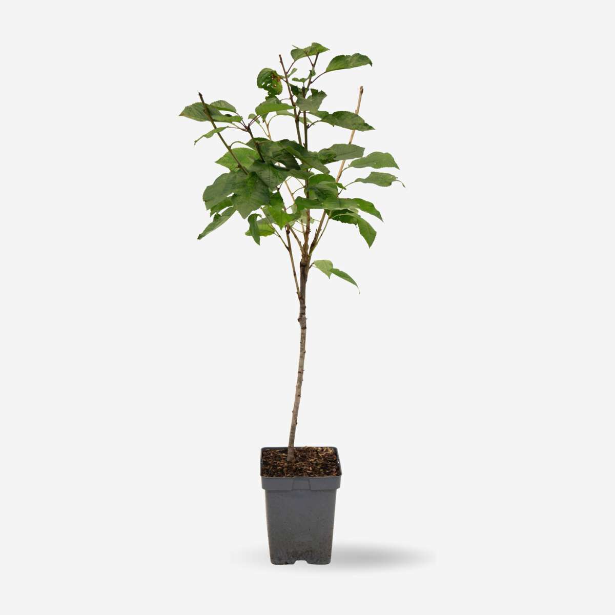 Fruit Trees Körsbärsträd - Prunus Avium 'Stella' - Sötkörsbär - Höjd 90-110Cm - ⌀23Cm