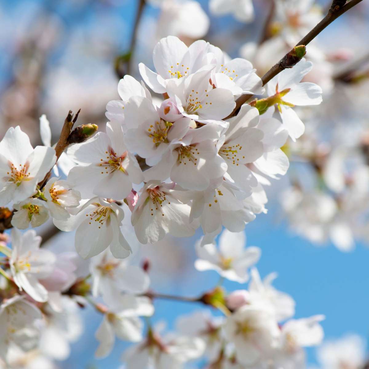 Fruit Trees Körsbärsträd - Prunus Avium - Sötkörsbär - Höjd 90-110Cm - ⌀23Cm