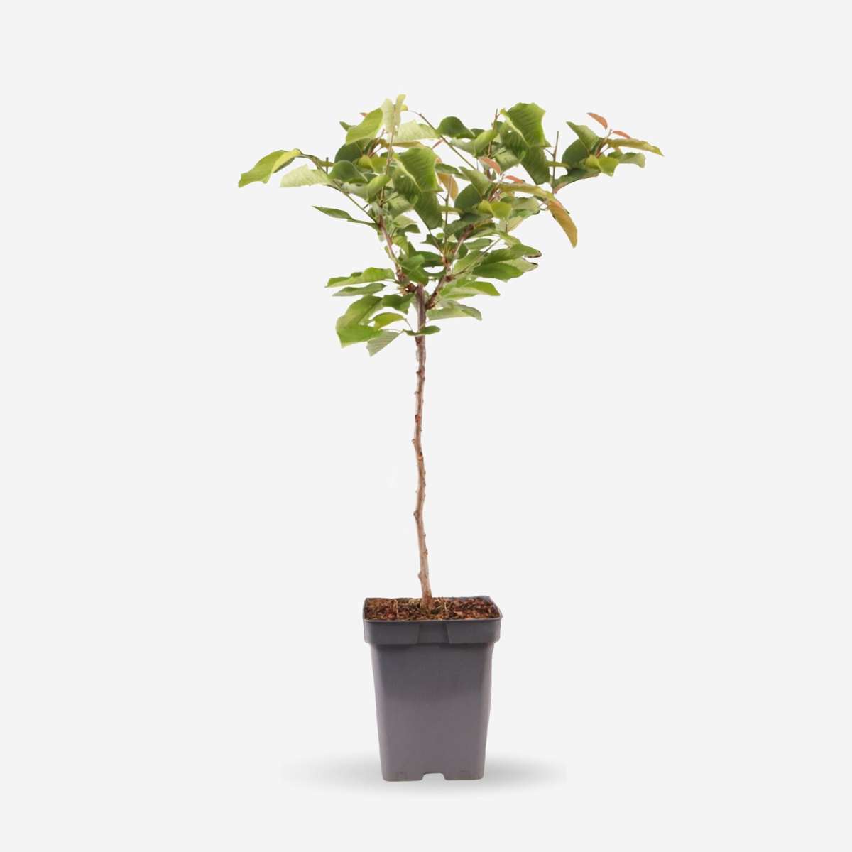 Fruit Trees Körsbärsträd - Prunus Avium - Sötkörsbär - Höjd 90-110Cm - ⌀23Cm