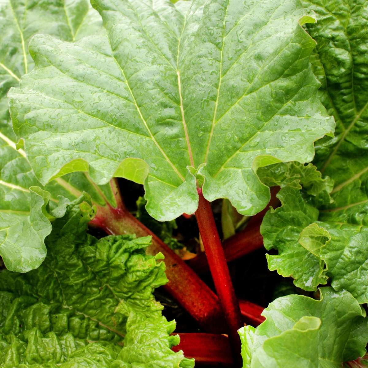 Fruit Trees Rabarber - Set 2 - Rheum Rhabarbarum - Höjd 50-60Cm - Ø15Cm