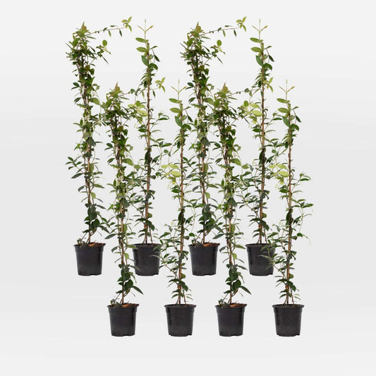 Out Of Category Garden Plants Jasmin - Set Om 8 - Trachelospermum Jasminoides - Höjd 110-120Cm - ⌀17Cm